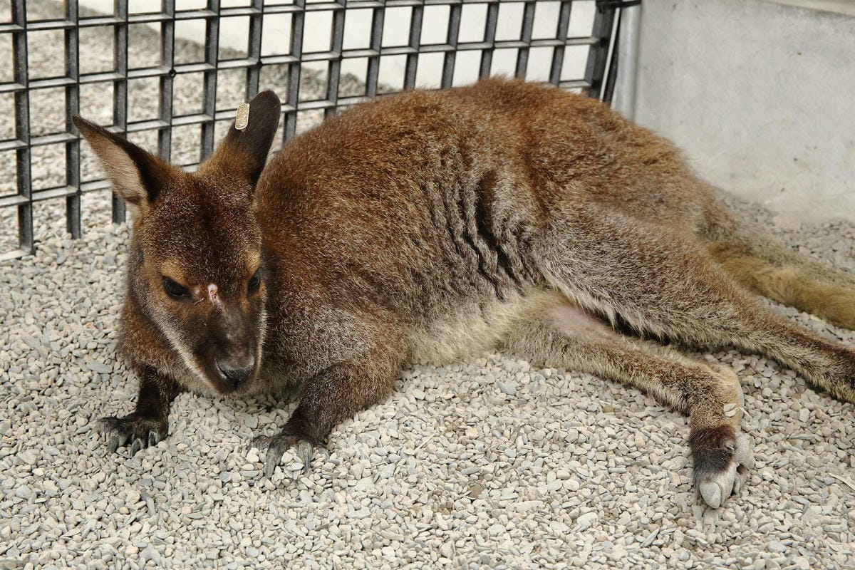 張美阿嬤農場2.0版，宜蘭全新萌寵景觀餐廳【樹懶餐廳】，玻璃