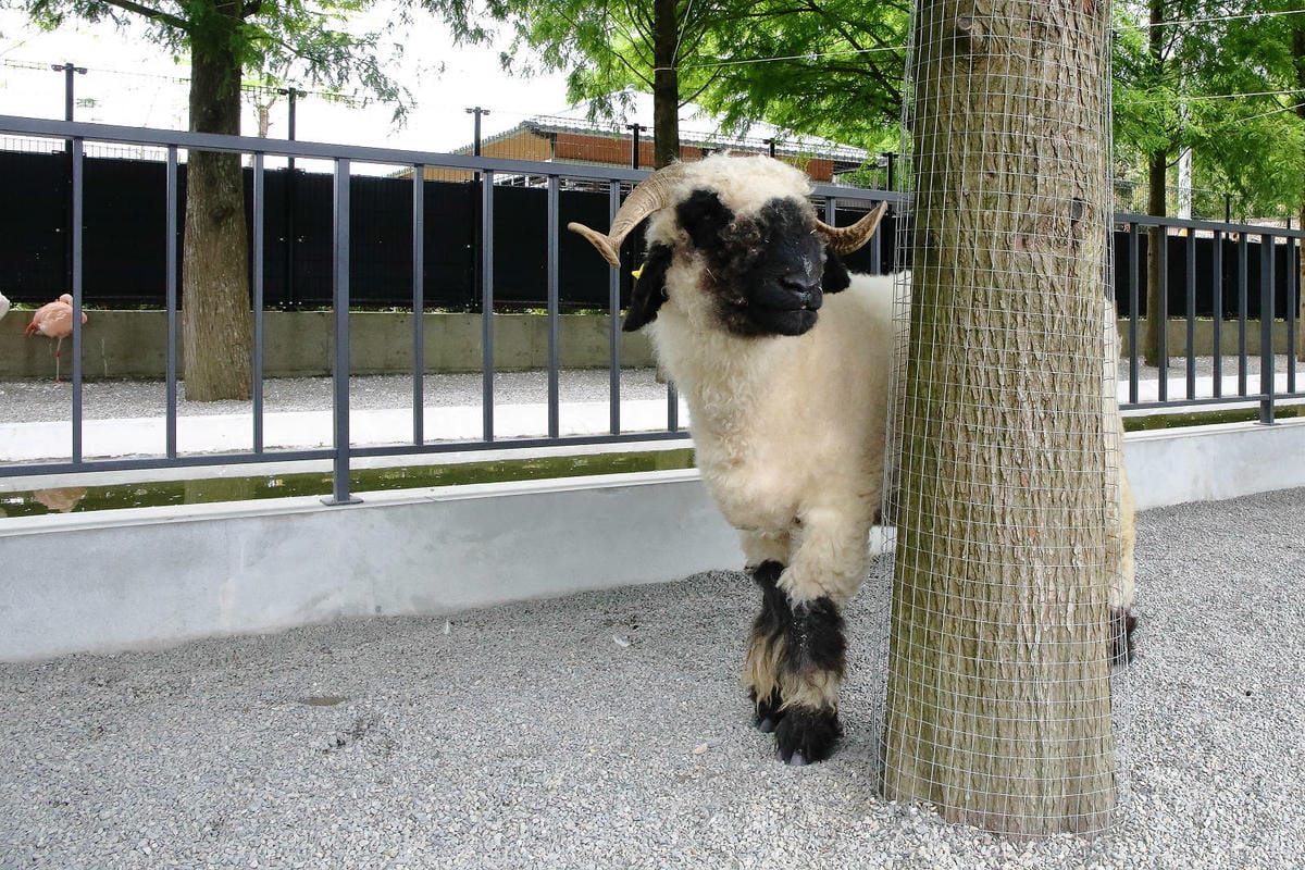 張美阿嬤農場2.0版，宜蘭全新萌寵景觀餐廳【樹懶餐廳】，玻璃