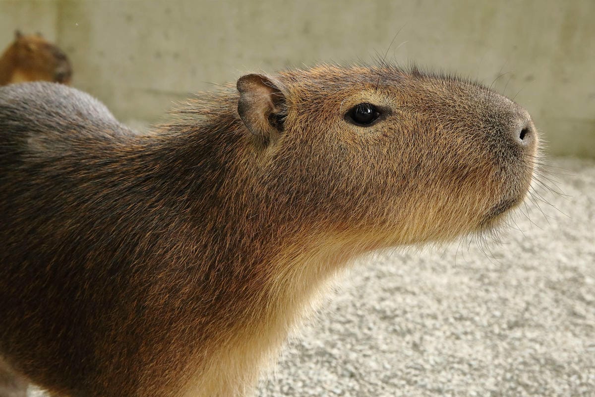 張美阿嬤農場2.0版，宜蘭全新萌寵景觀餐廳【樹懶餐廳】，玻璃