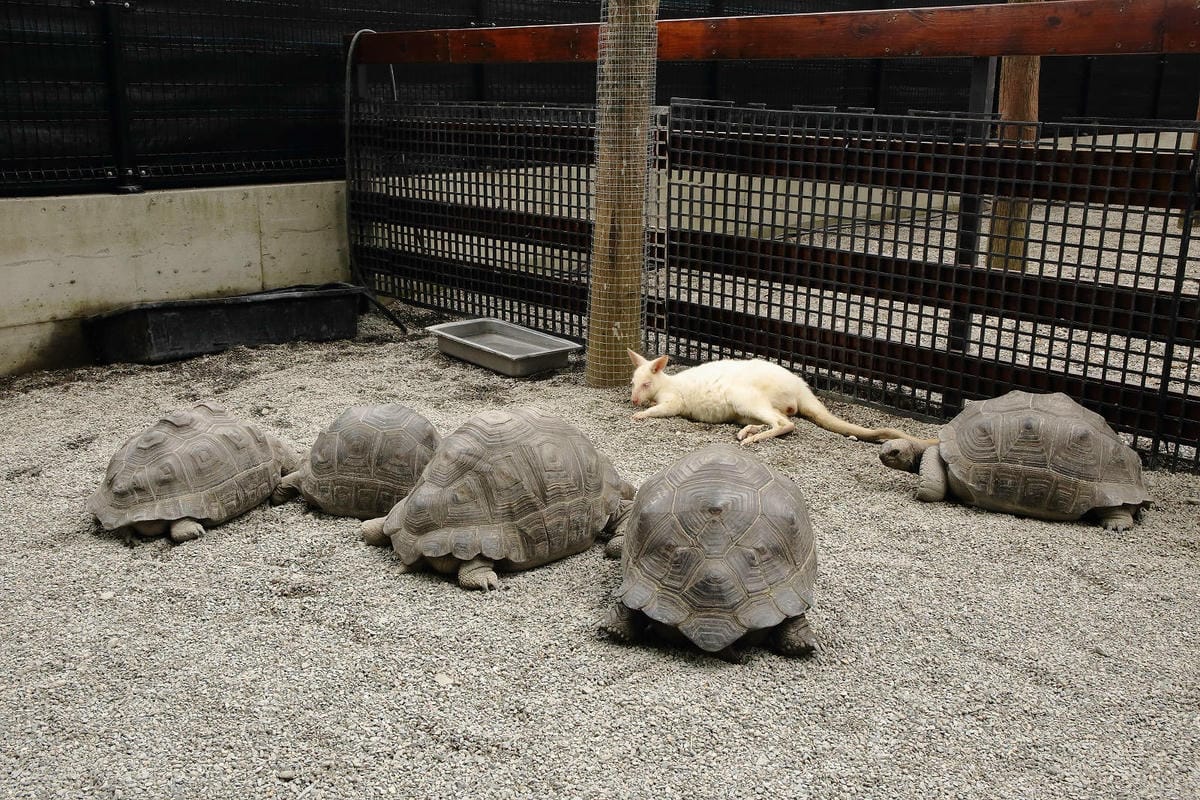 張美阿嬤農場2.0版，宜蘭全新萌寵景觀餐廳【樹懶餐廳】，玻璃