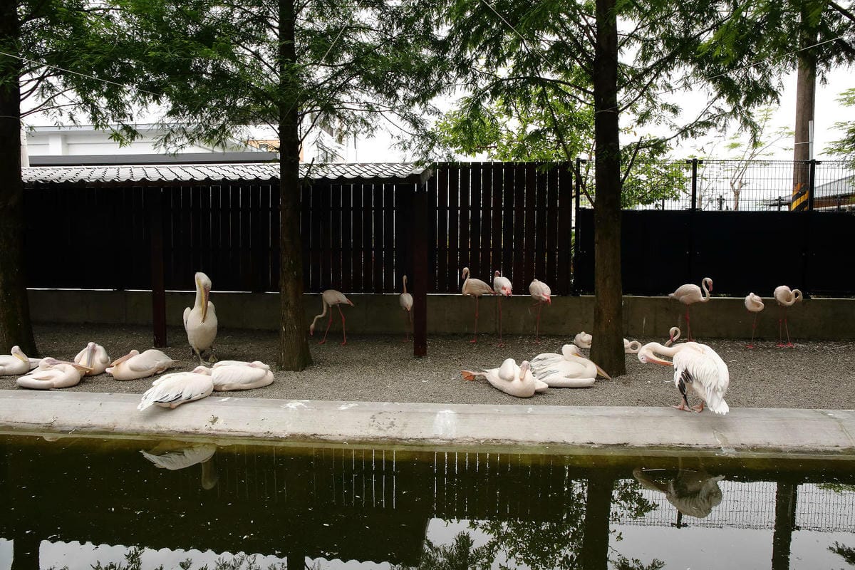 張美阿嬤農場2.0版，宜蘭全新萌寵景觀餐廳【樹懶餐廳】，玻璃