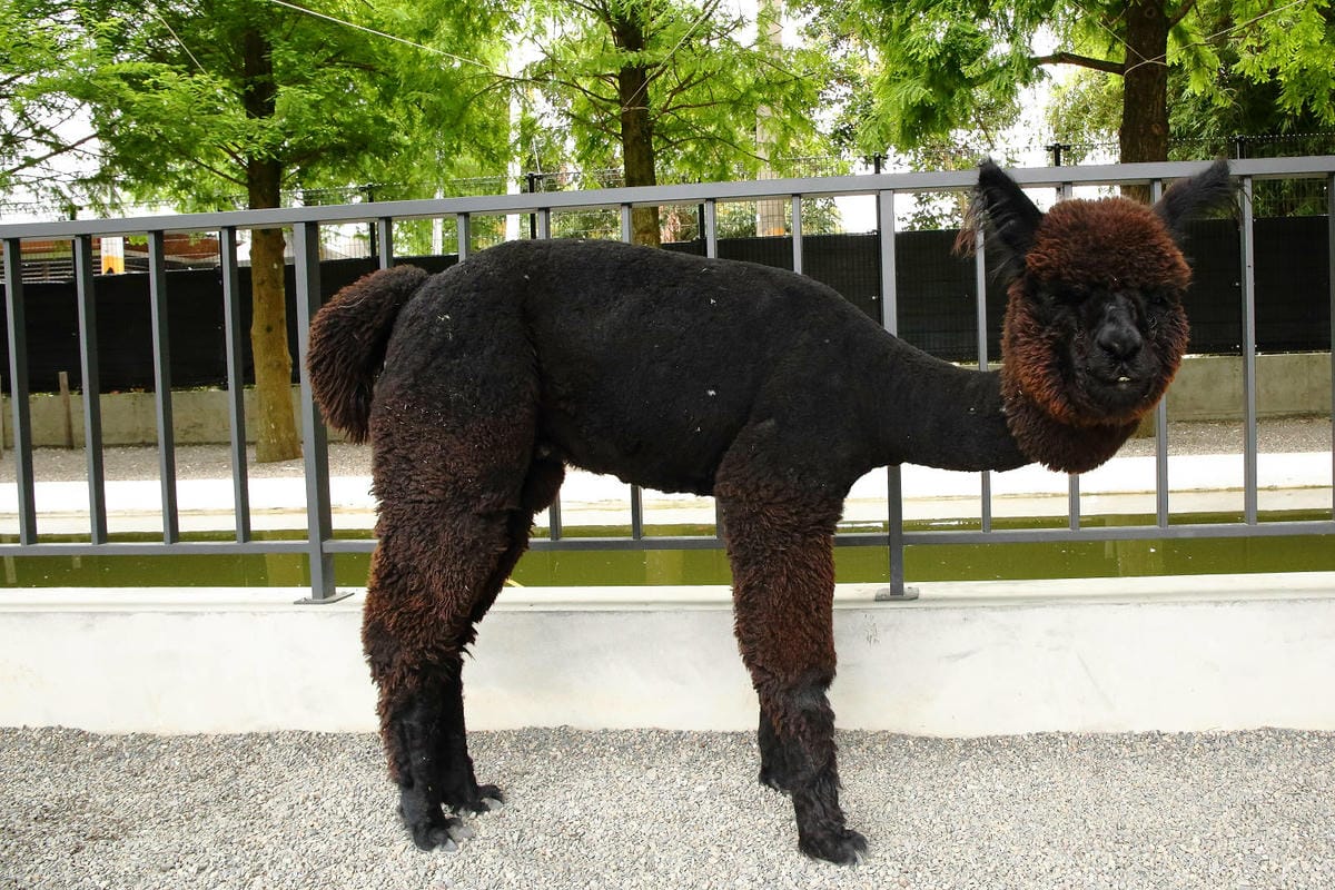 張美阿嬤農場2.0版，宜蘭全新萌寵景觀餐廳【樹懶餐廳】，玻璃