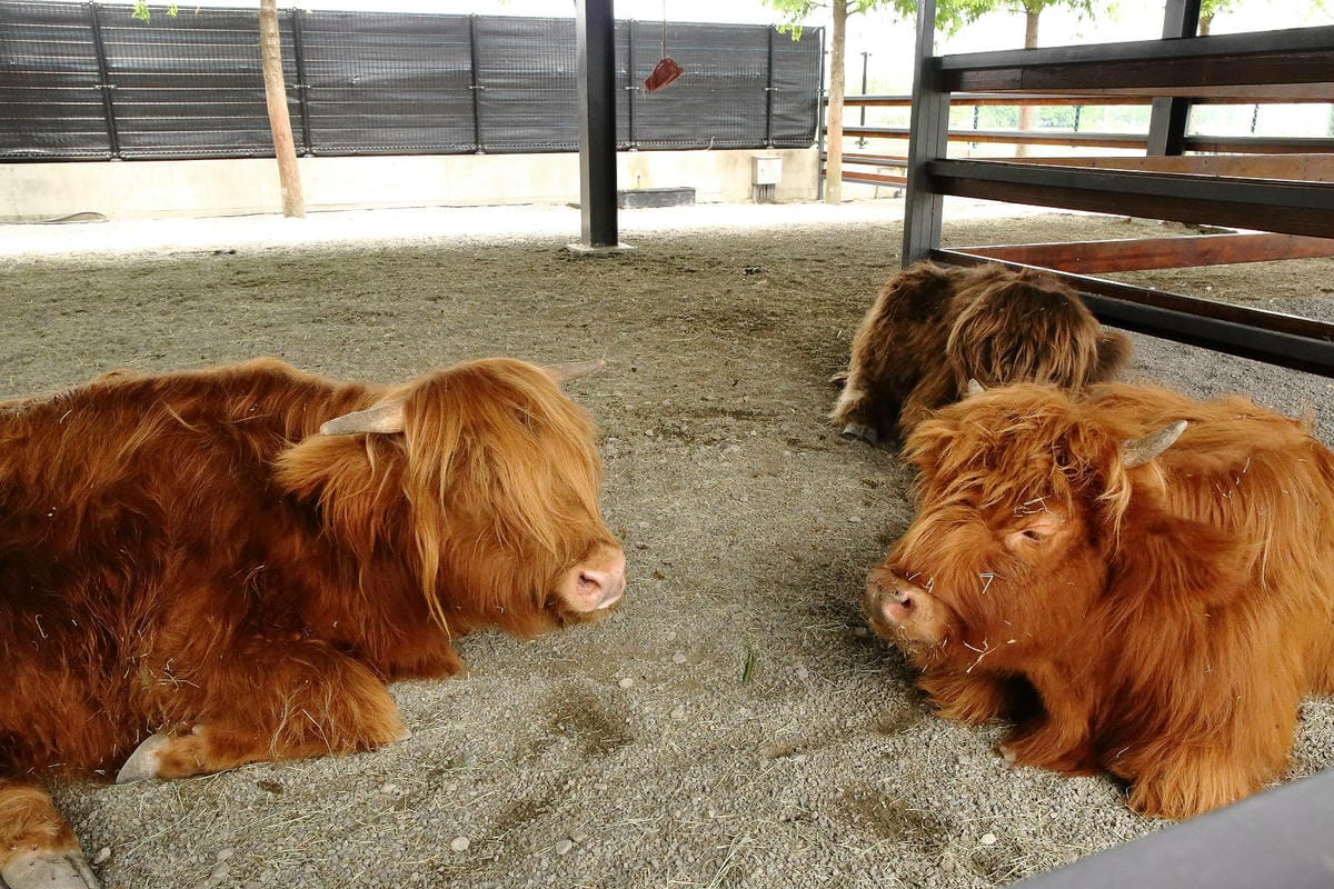 張美阿嬤農場2.0版，宜蘭全新萌寵景觀餐廳【樹懶餐廳】，玻璃