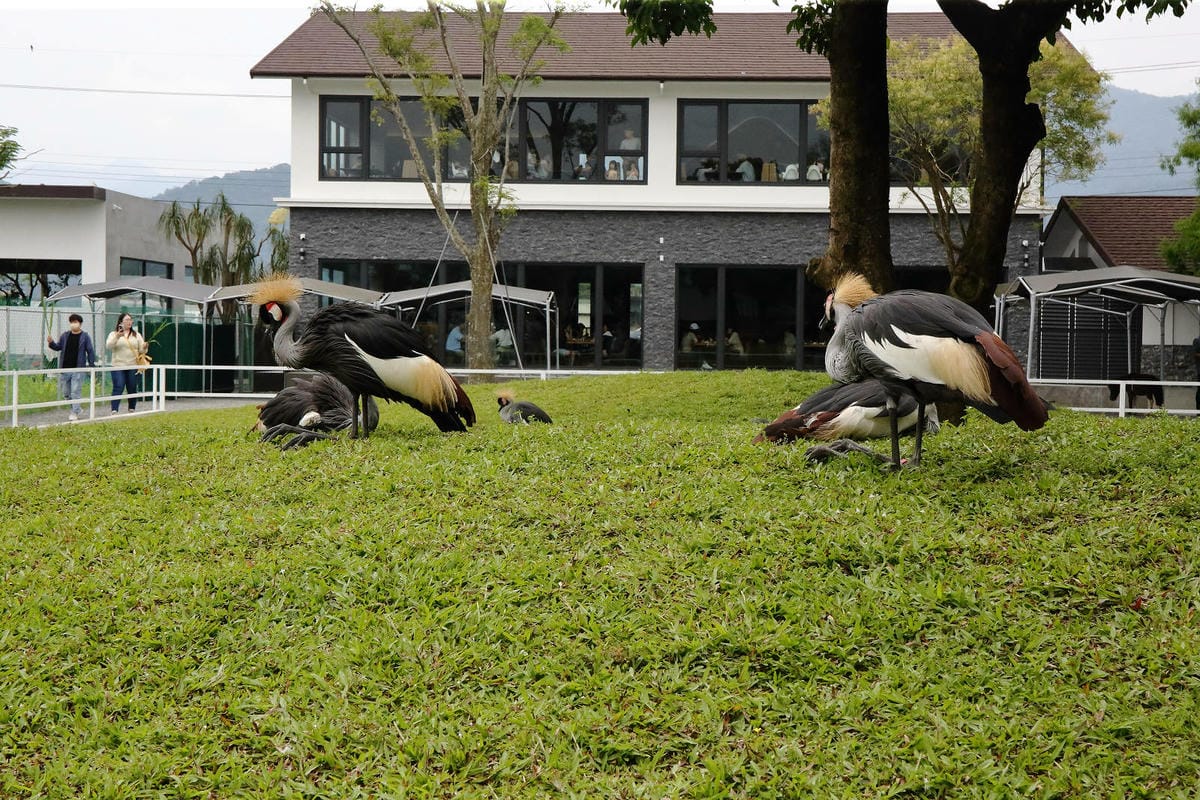 張美阿嬤農場2.0版，宜蘭全新萌寵景觀餐廳【樹懶餐廳】，玻璃