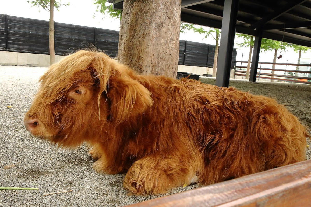 張美阿嬤農場2.0版，宜蘭全新萌寵景觀餐廳【樹懶餐廳】，玻璃