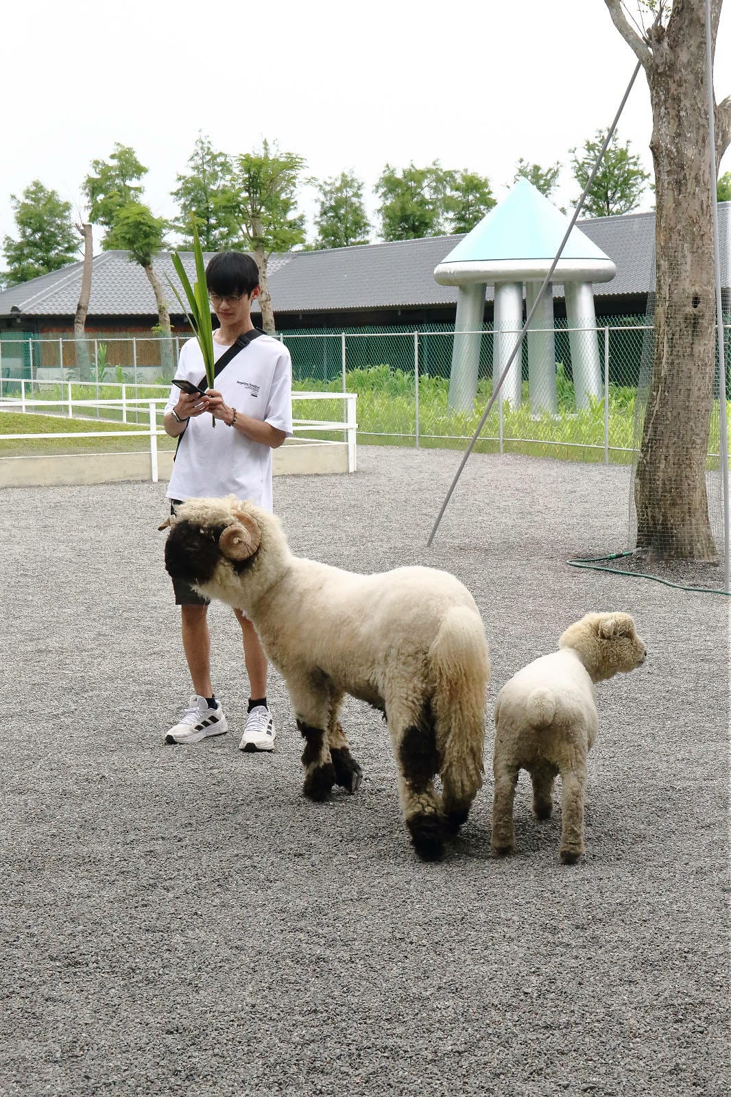 張美阿嬤農場2.0版，宜蘭全新萌寵景觀餐廳【樹懶餐廳】，玻璃