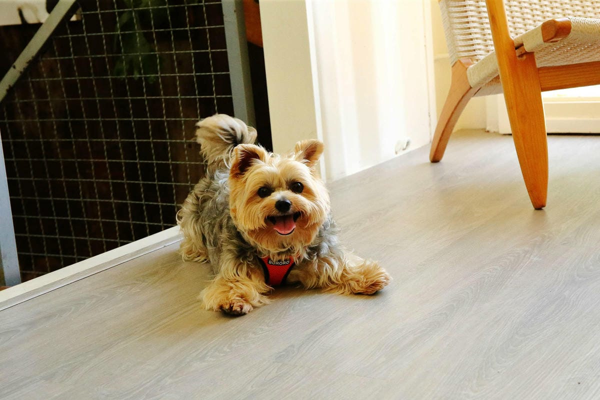 桃園龜山狗狗專屬樂園再+1！【Nose.Y Café 】林口