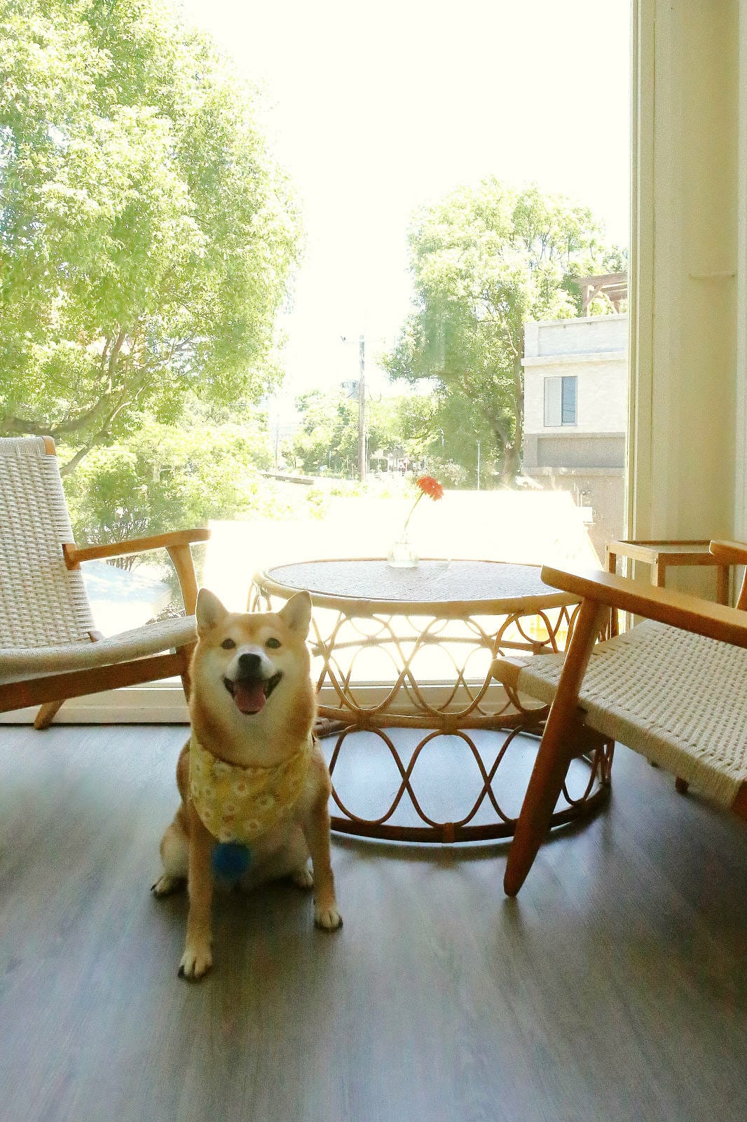 桃園龜山狗狗專屬樂園再+1！【Nose.Y Café 】林口