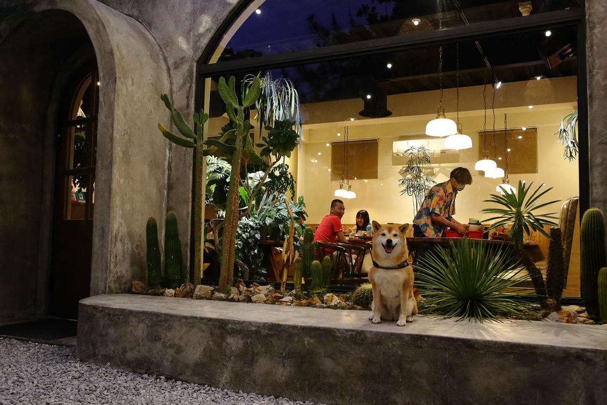 花蓮森林系景觀餐廳,【山下陳涼】東南亞特色料理,寵物友善,偽