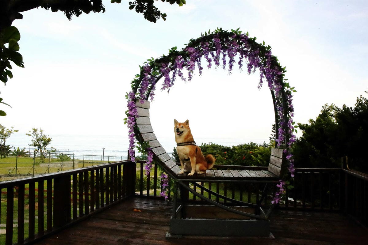 【花蓮寵物友善民宿】海元素178民宿，海景第一排×手作早餐×