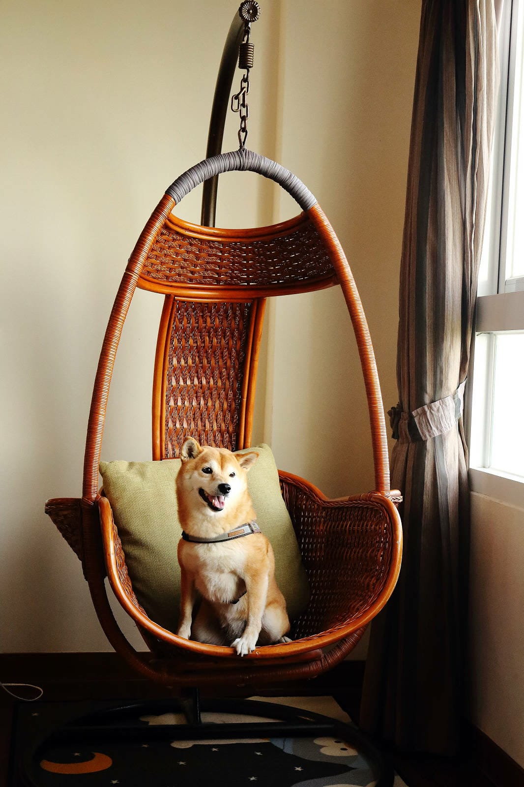 【花蓮寵物友善民宿】海元素178民宿，海景第一排×手作早餐×