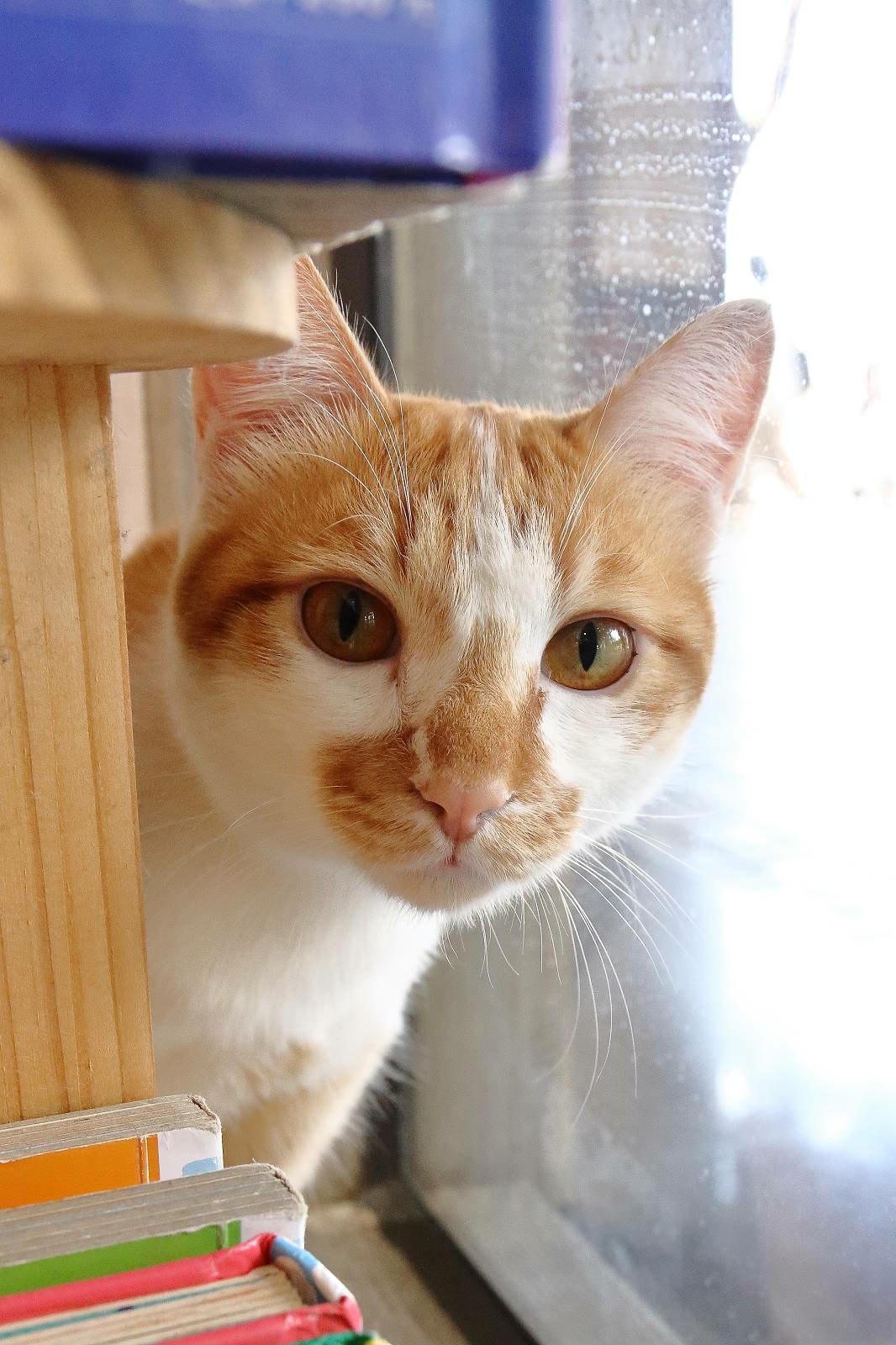 【2025平鎮燙髮推薦】小樹修修親子沙龍-男生燙髮造型推薦, 【2025平鎮燙髮推薦】小樹修修親子沙龍-男生燙髮造型推薦,