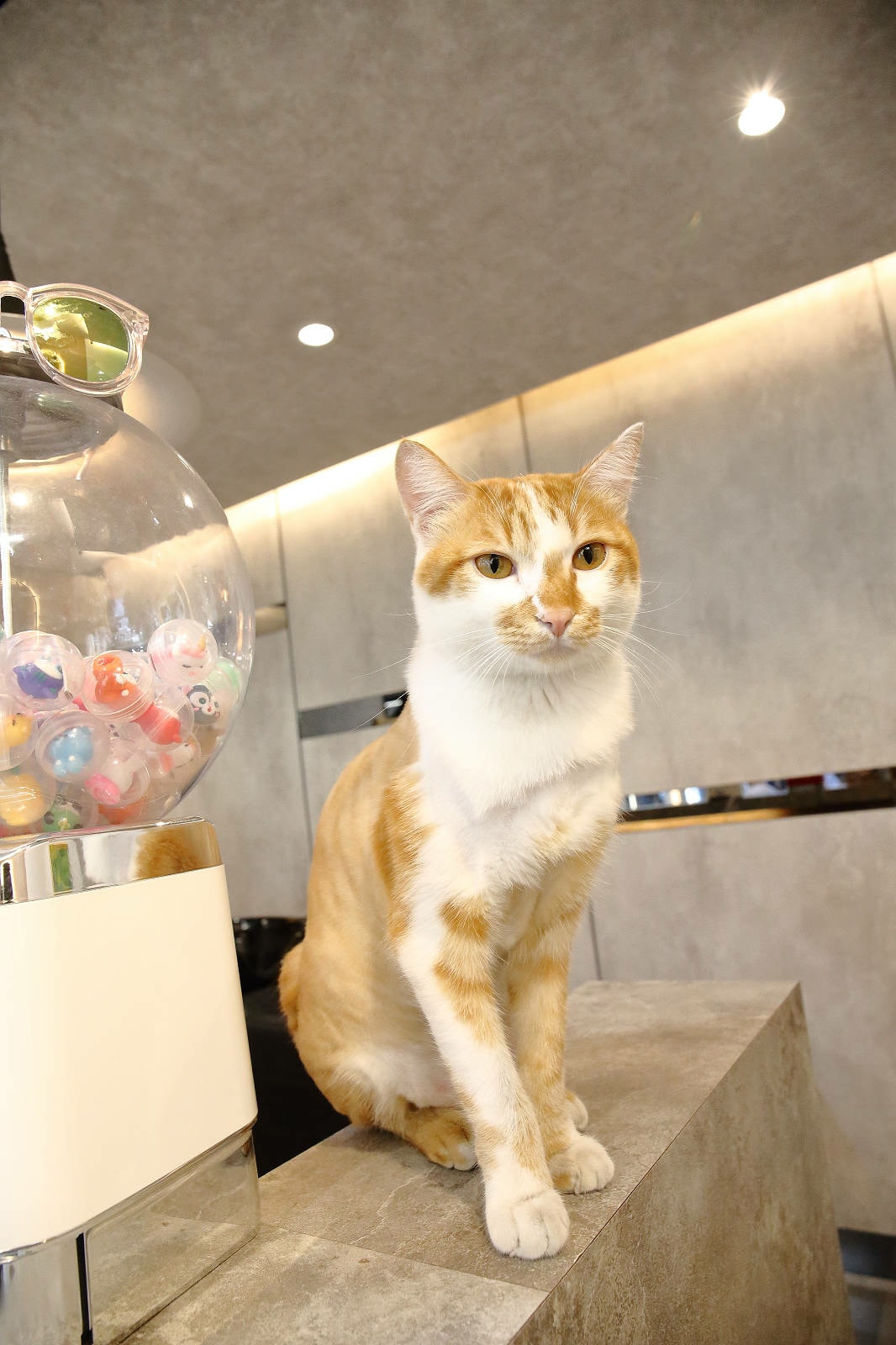 【2025平鎮燙髮推薦】小樹修修親子沙龍-男生燙髮造型推薦, 【2025平鎮燙髮推薦】小樹修修親子沙龍-男生燙髮造型推薦,