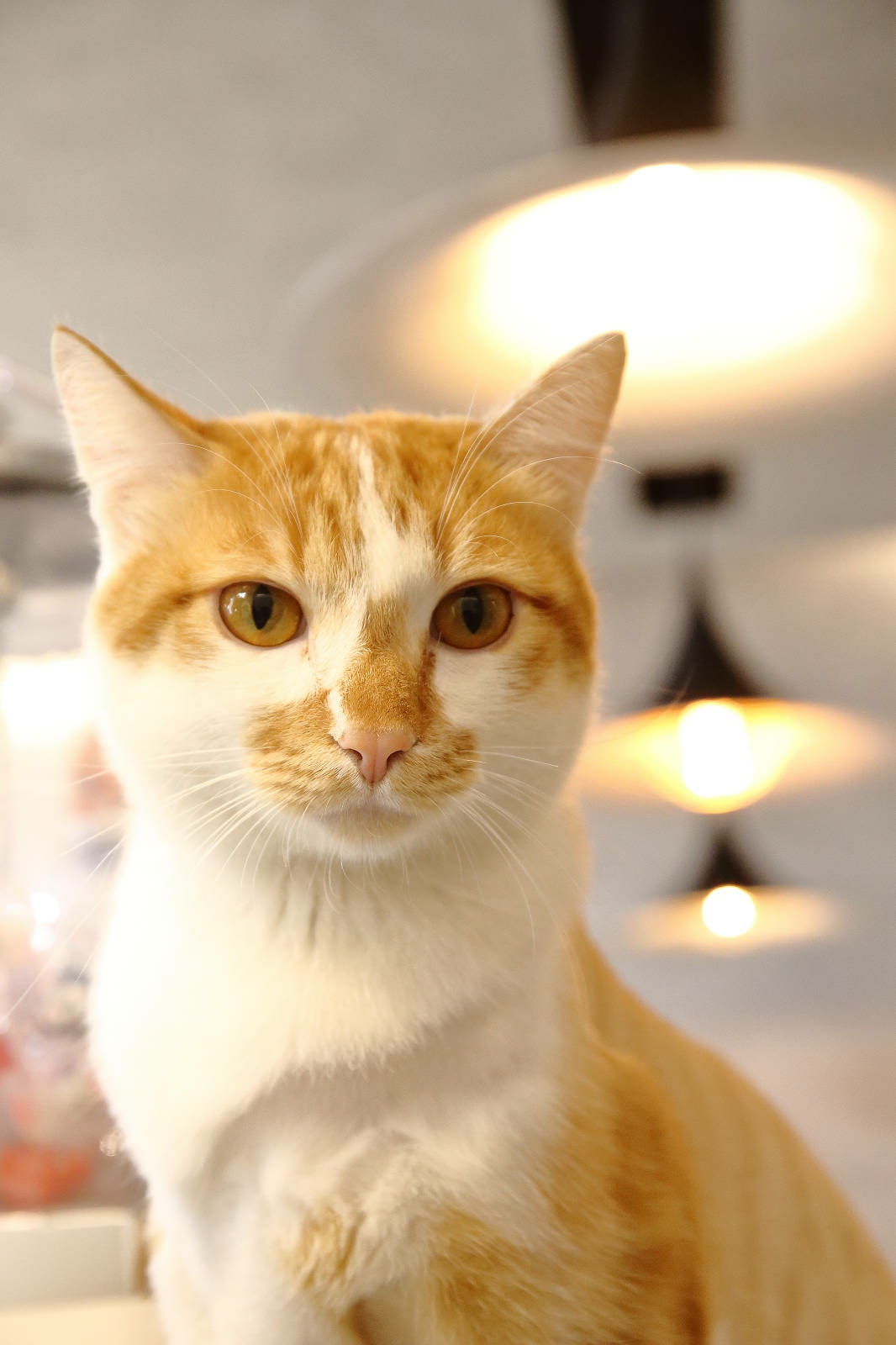 【2025平鎮燙髮推薦】小樹修修親子沙龍-男生燙髮造型推薦, 【2025平鎮燙髮推薦】小樹修修親子沙龍-男生燙髮造型推薦,