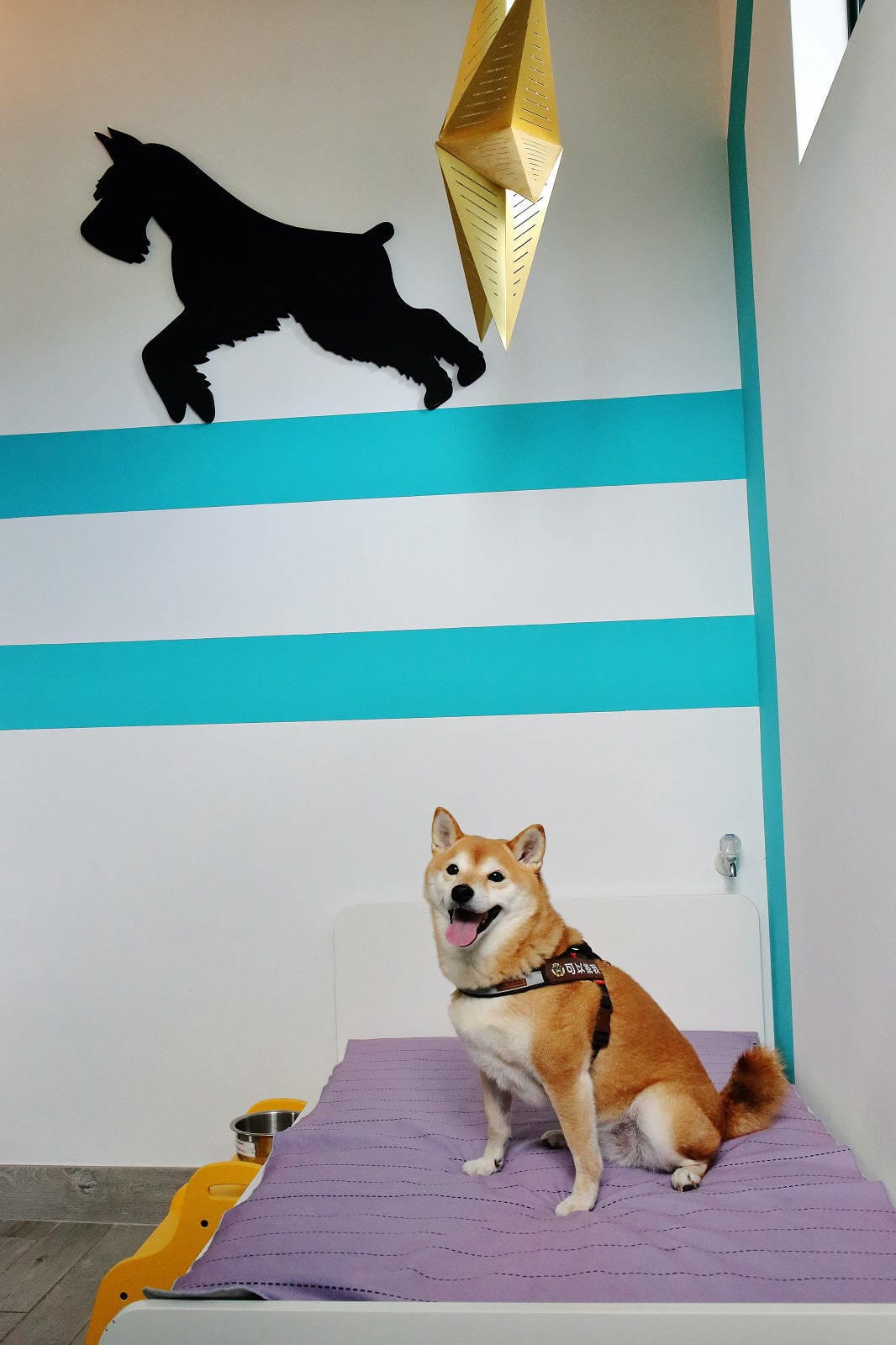 【花蓮寵物友善民宿】花蓮快樂狗，近市區+千坪草地+毛孩泳池+