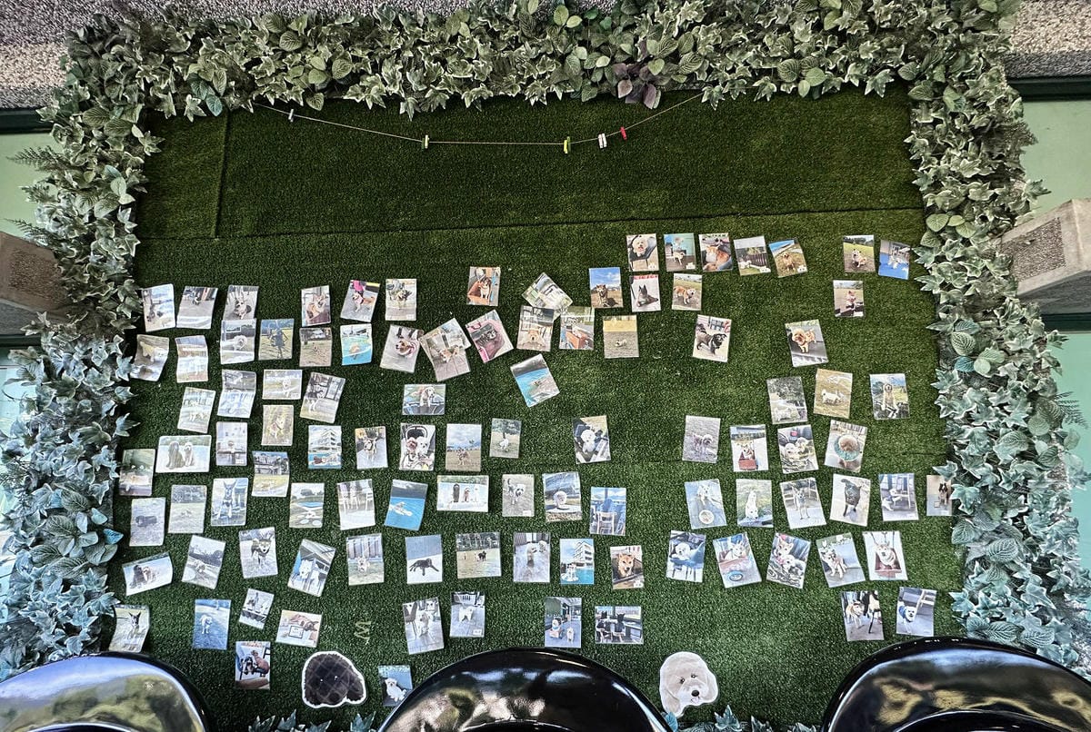 【花蓮寵物友善民宿】花蓮快樂狗，近市區+千坪草地+毛孩泳池+