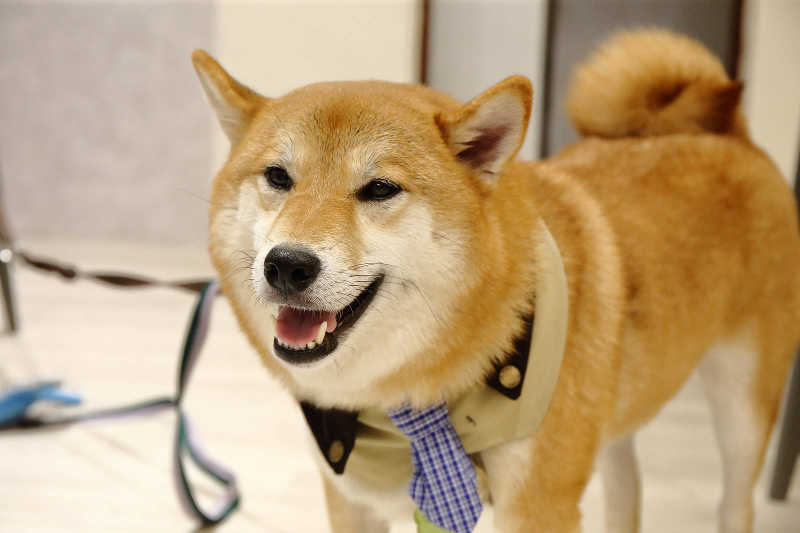 蘆洲必訪的寵物友善早午餐-樸樂蘆洲永平店，大份量早午餐又有可愛店狗，任點無雷