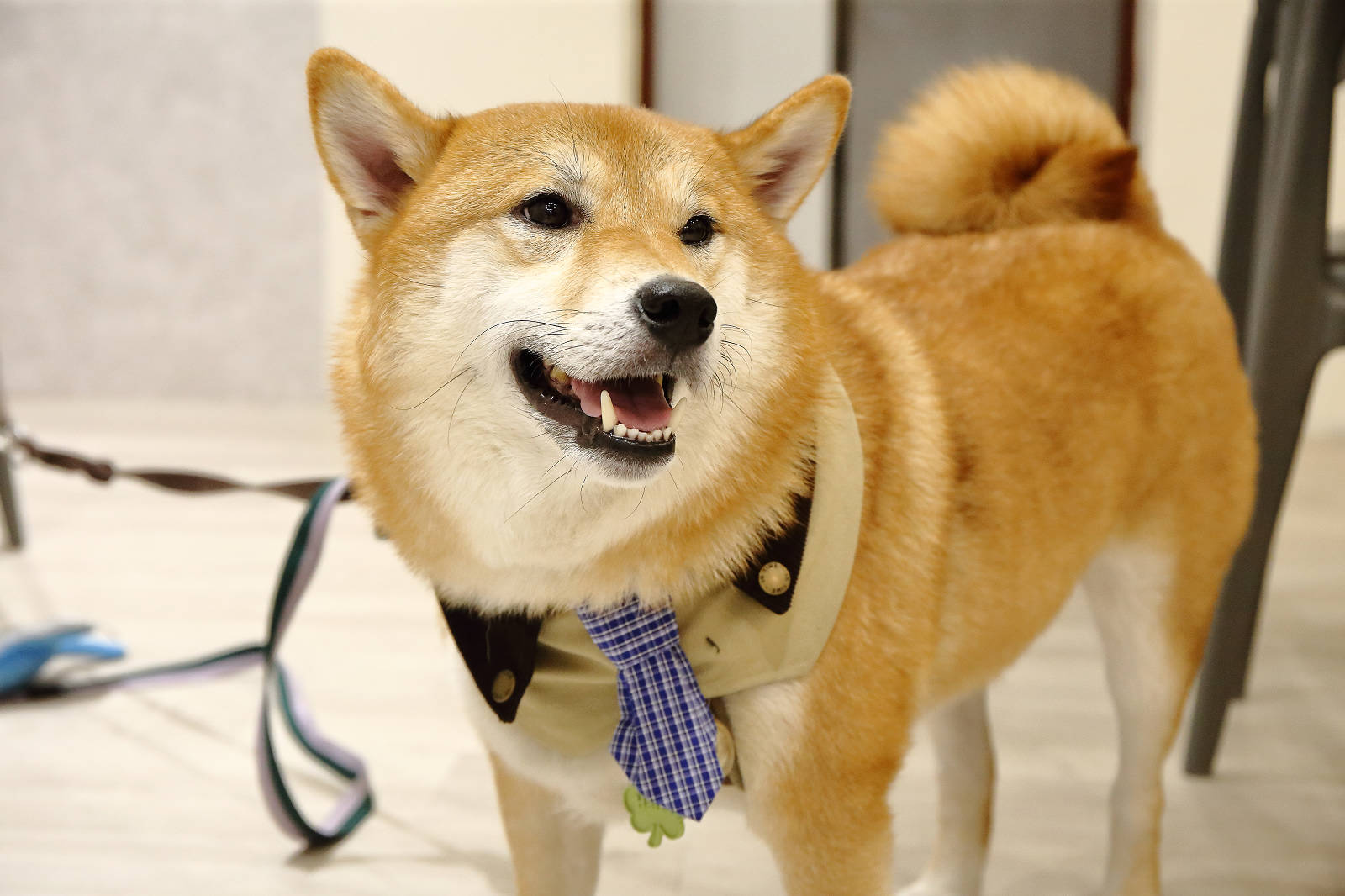 蘆洲必訪的寵物友善早午餐-樸樂蘆洲永平店，大份量早午餐又有可愛店狗，任點無雷