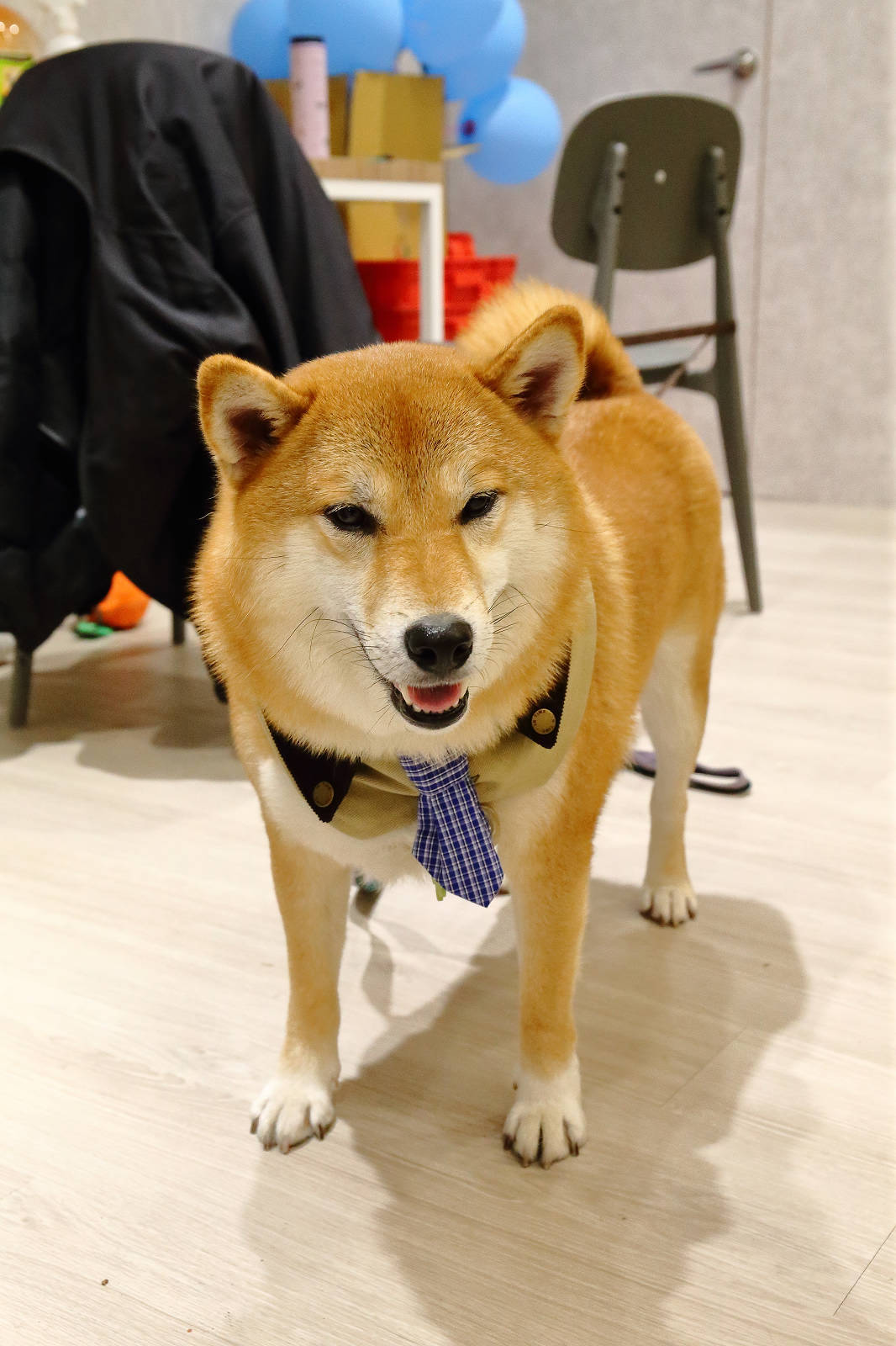 蘆洲必訪的寵物友善早午餐-樸樂蘆洲永平店，大份量早午餐又有可愛店狗，任點無雷