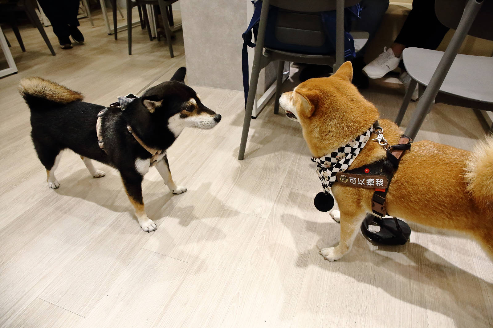 蘆洲必訪的寵物友善早午餐-樸樂蘆洲永平店，大份量早午餐又有可愛店狗，任點無雷