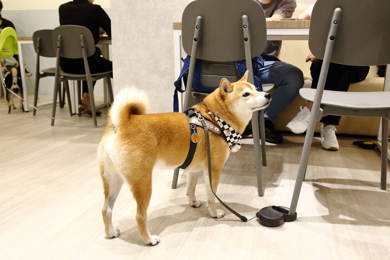 蘆洲必訪的寵物友善早午餐-樸樂蘆洲永平店，大份量早午餐又有可愛店狗，任點無雷