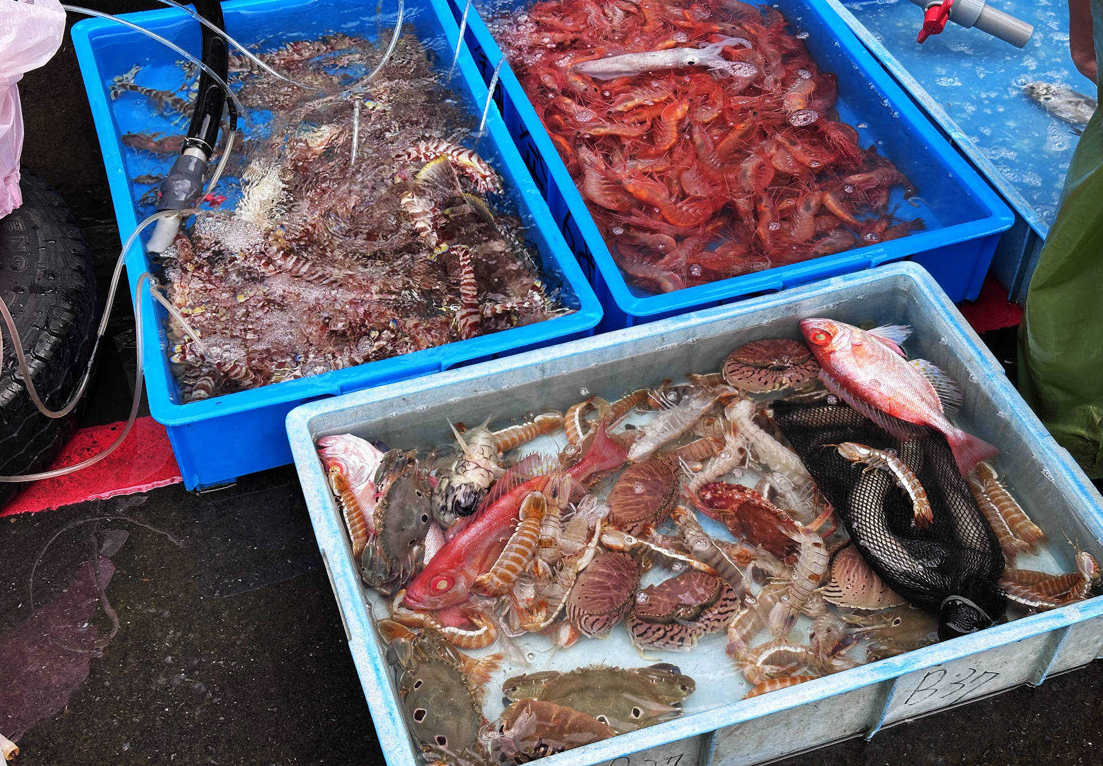 宜蘭大溪魚港初體驗+大溪漁港最強海鮮餐廳-小老闆代客料理,價格很佛心CP值爆表(原阿雪姨海鮮) - 第5張圖 宜蘭大溪魚港初體驗+大溪漁港最強海鮮餐廳-小老闆代客料理,價格很佛心CP值爆表(原阿雪姨海鮮)