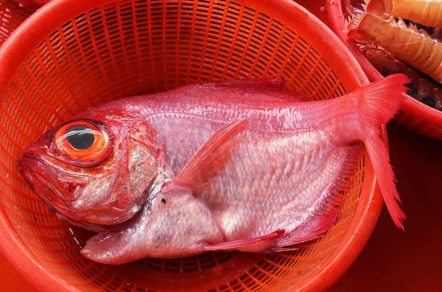 宜蘭大溪魚港初體驗+大溪漁港最強海鮮餐廳-小老闆代客料理,價格很佛心CP值爆表(原阿雪姨海鮮) - 第17張圖 宜蘭大溪魚港初體驗+大溪漁港最強海鮮餐廳-小老闆代客料理,價格很佛心CP值爆表(原阿雪姨海鮮)