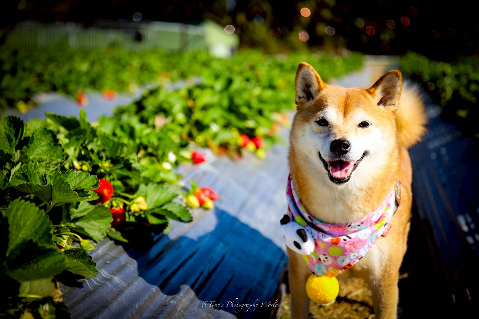 大湖親子草莓園推薦！怡口軒安心莓，超巨大超甜的草莓啦，來當草莓富翁，最便宜最新鮮還不吃爆嗎
