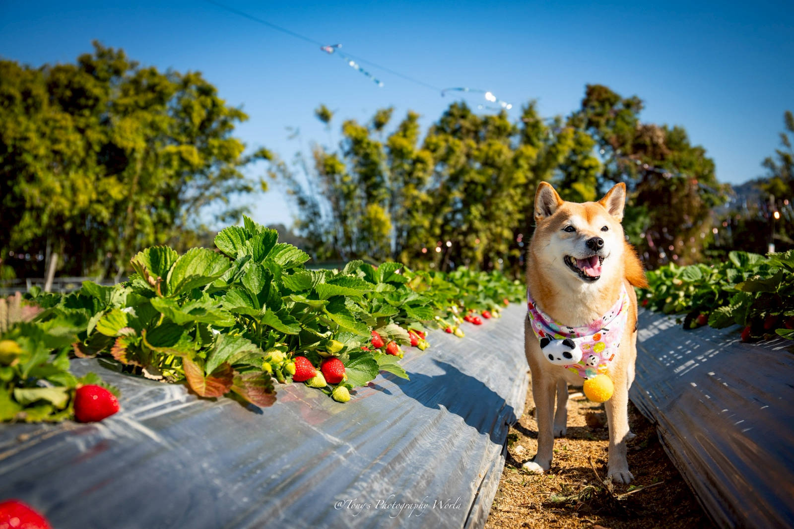 大湖親子草莓園推薦！怡口軒安心莓，超巨大超甜的草莓啦，來當草莓富翁，最便宜最新鮮還不吃爆嗎