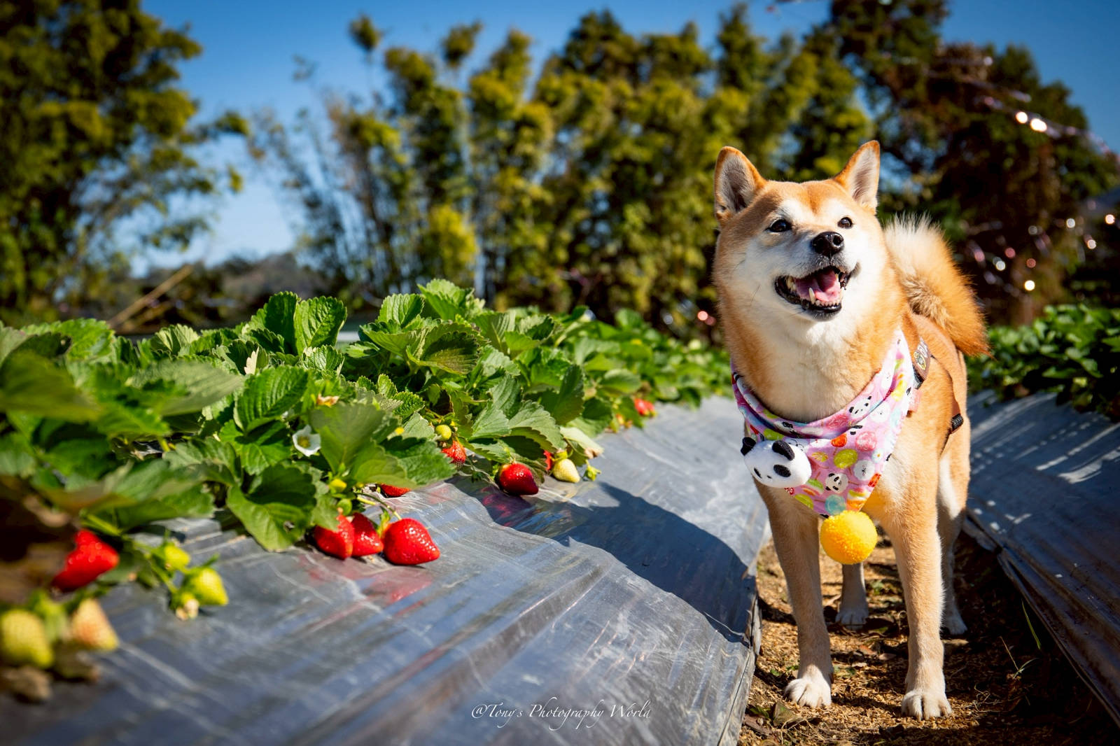 大湖親子草莓園推薦！怡口軒安心莓，超巨大超甜的草莓啦，來當草莓富翁，最便宜最新鮮還不吃爆嗎
