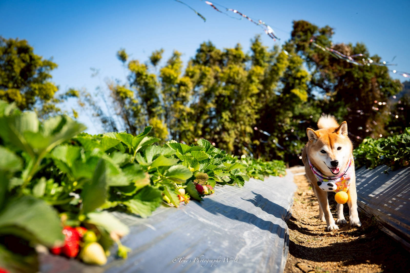 大湖親子草莓園推薦！怡口軒安心莓，超巨大超甜的草莓啦，來當草莓富翁，最便宜最新鮮還不吃爆嗎