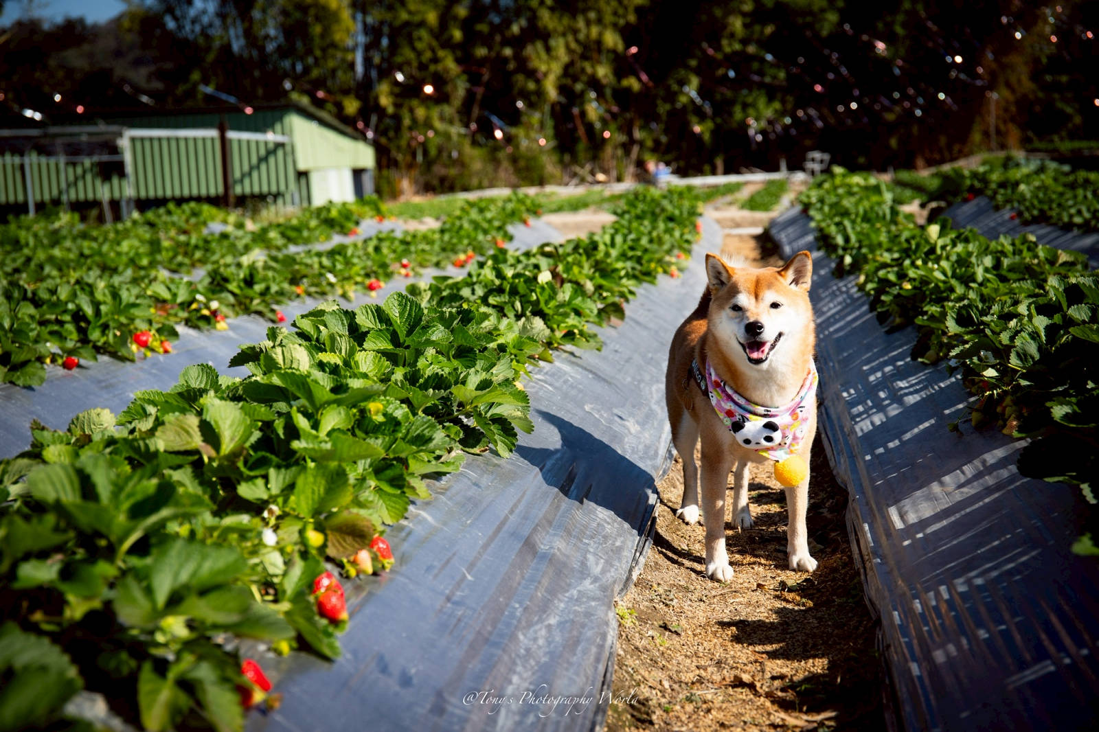 大湖親子草莓園推薦！怡口軒安心莓，超巨大超甜的草莓啦，來當草莓富翁，最便宜最新鮮還不吃爆嗎