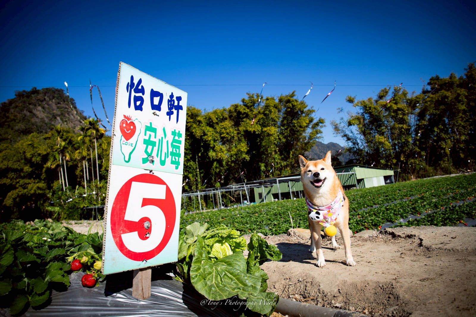 大湖親子草莓園推薦！怡口軒安心莓，超巨大超甜的草莓啦，來當草莓富翁，最便宜最新鮮還不吃爆嗎