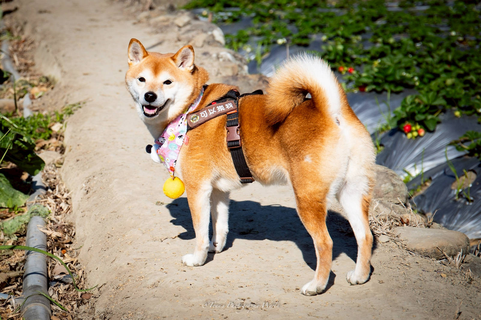 大湖親子草莓園推薦！怡口軒安心莓，超巨大超甜的草莓啦，來當草莓富翁，最便宜最新鮮還不吃爆嗎