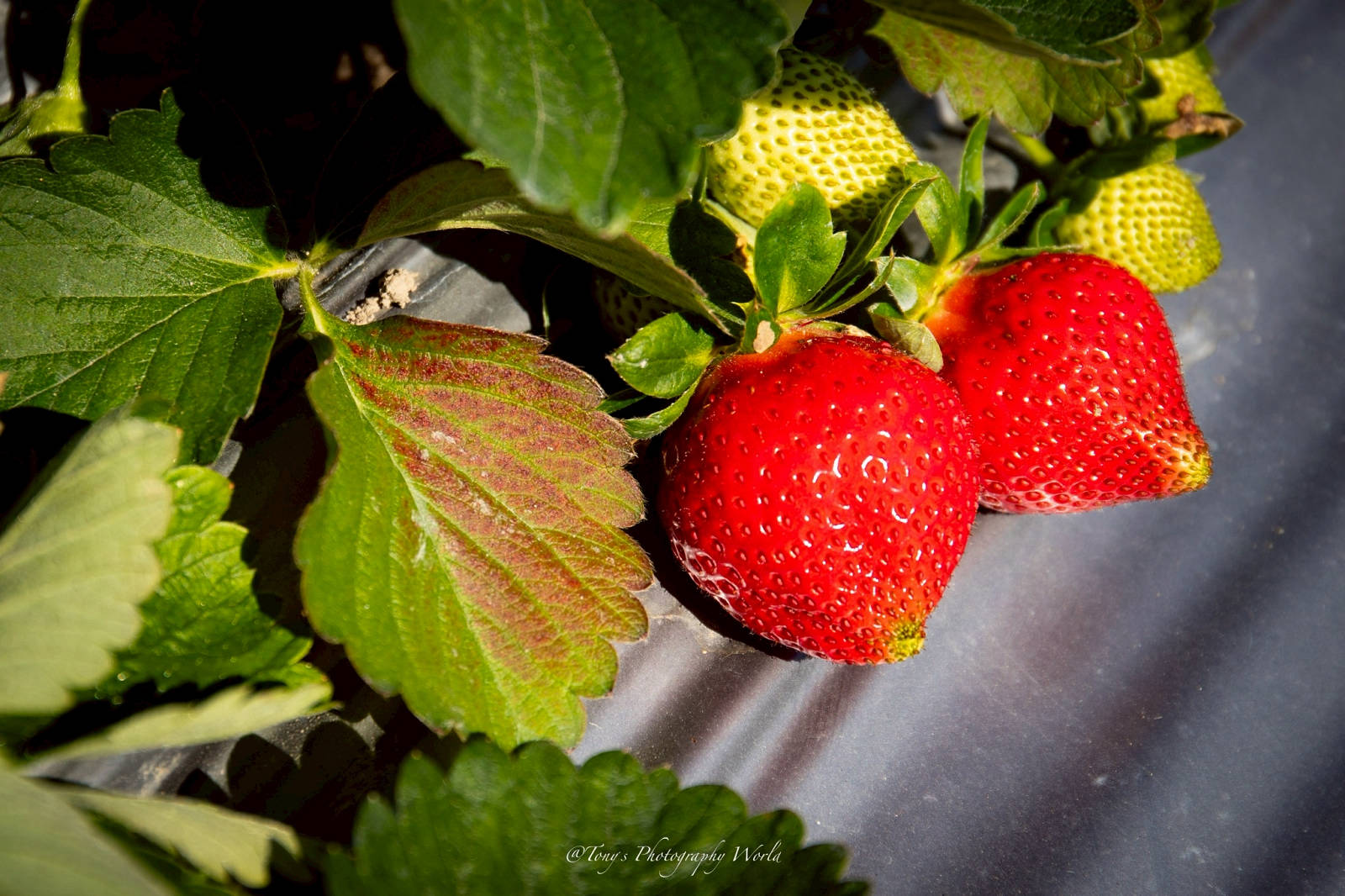 大湖親子草莓園推薦！怡口軒安心莓，超巨大超甜的草莓啦，來當草莓富翁，最便宜最新鮮還不吃爆嗎