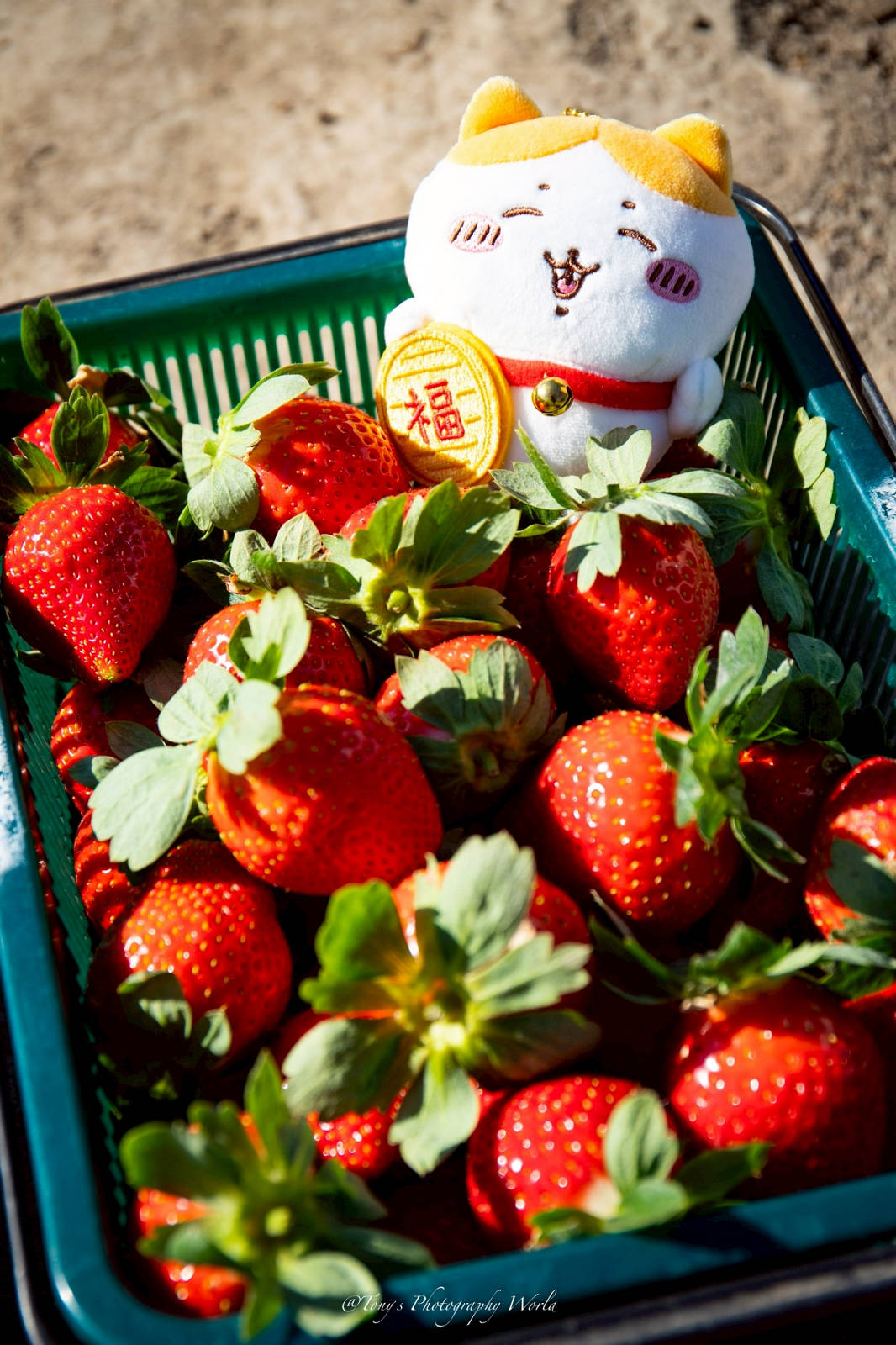 大湖親子草莓園推薦！怡口軒安心莓，超巨大超甜的草莓啦，來當草莓富翁，最便宜最新鮮還不吃爆嗎