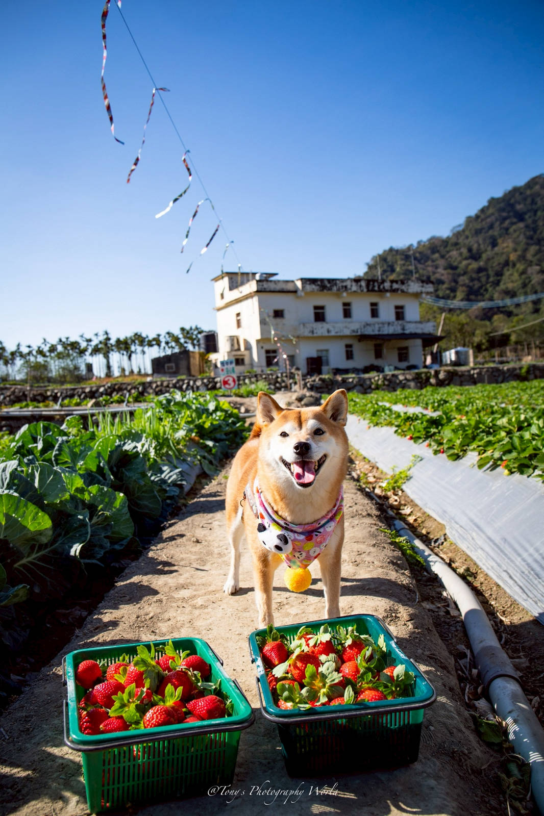 大湖親子草莓園推薦！怡口軒安心莓，超巨大超甜的草莓啦，來當草莓富翁，最便宜最新鮮還不吃爆嗎