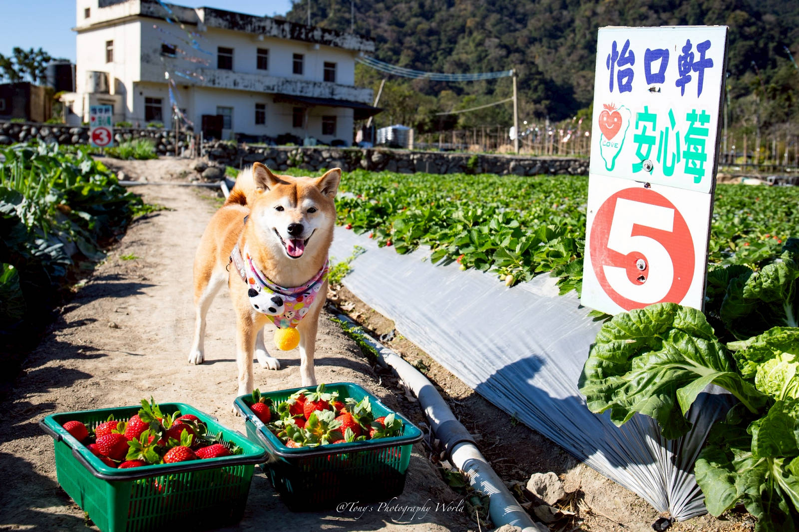 大湖親子草莓園推薦！怡口軒安心莓，超巨大超甜的草莓啦，來當草莓富翁，最便宜最新鮮還不吃爆嗎