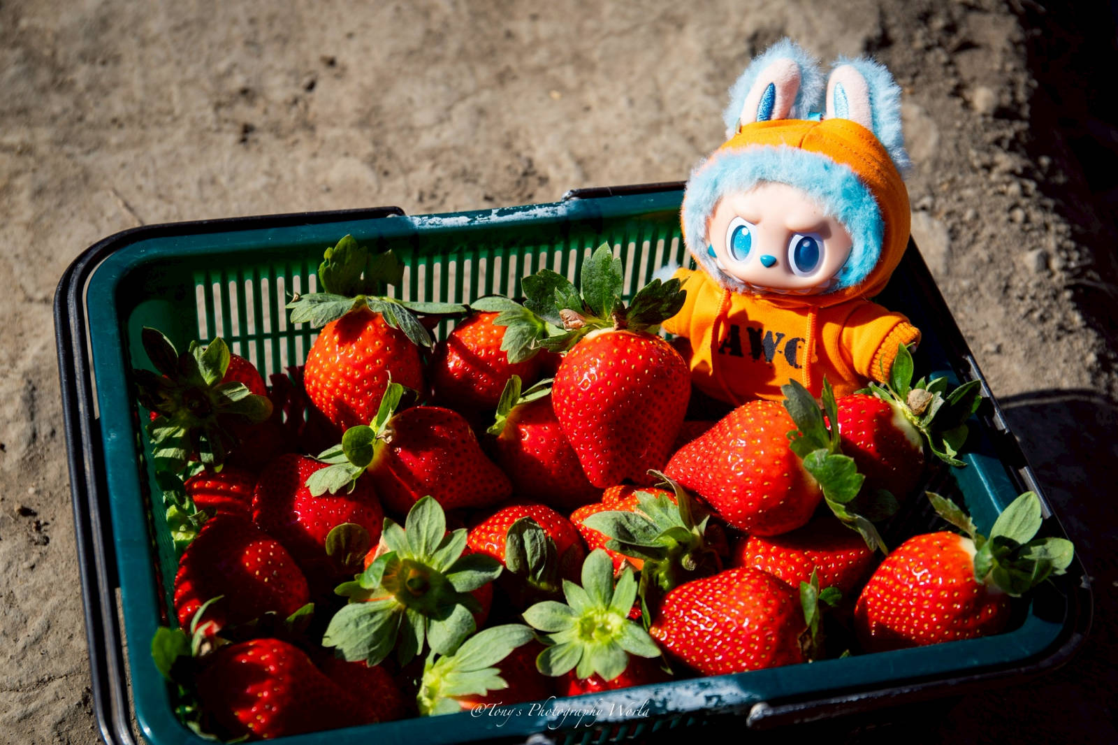 大湖親子草莓園推薦！怡口軒安心莓，超巨大超甜的草莓啦，來當草莓富翁，最便宜最新鮮還不吃爆嗎