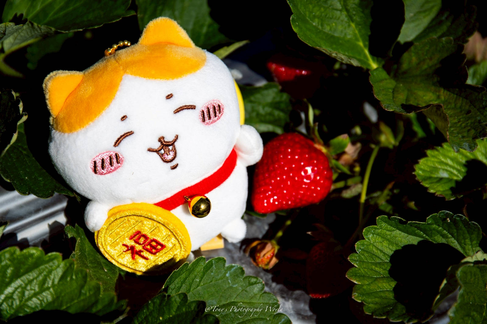 大湖親子草莓園推薦！怡口軒安心莓，超巨大超甜的草莓啦，來當草莓富翁，最便宜最新鮮還不吃爆嗎