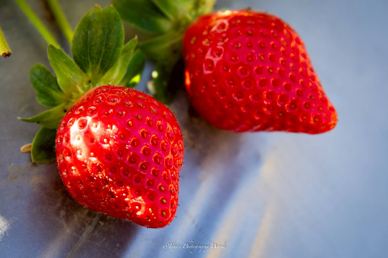 大湖親子草莓園推薦！怡口軒安心莓，超巨大超甜的草莓啦，來當草莓富翁，最便宜最新鮮還不吃爆嗎