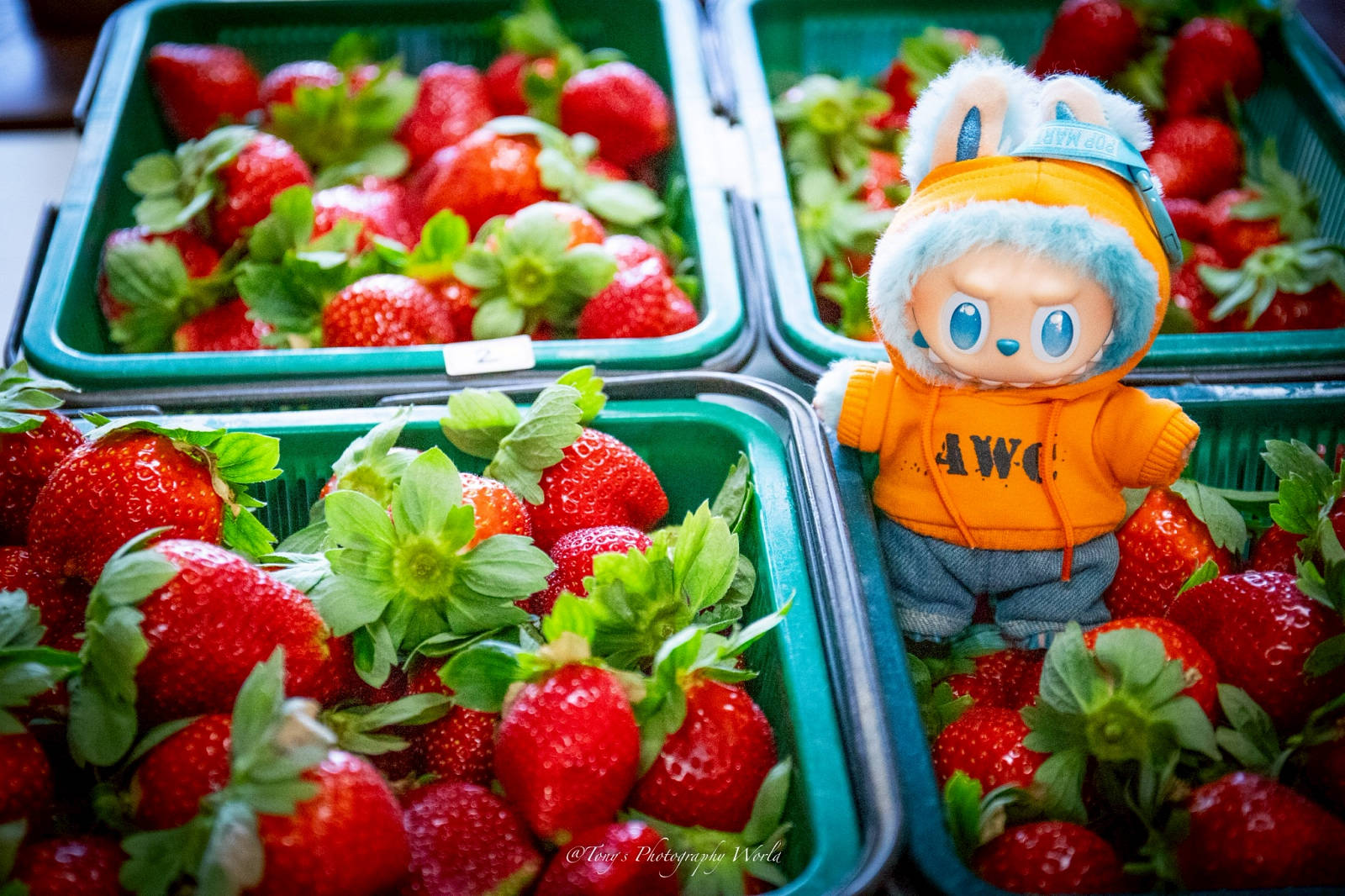 大湖親子草莓園推薦！怡口軒安心莓，超巨大超甜的草莓啦，來當草莓富翁，最便宜最新鮮還不吃爆嗎