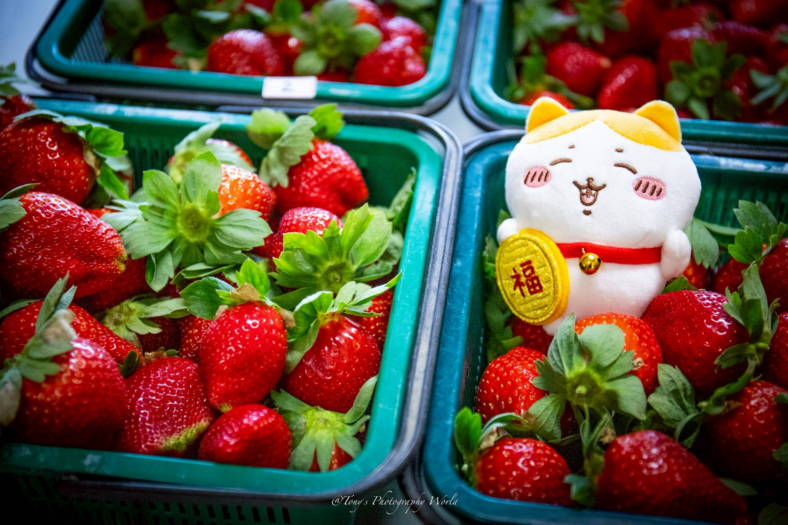 大湖親子草莓園推薦！怡口軒安心莓，超巨大超甜的草莓啦，來當草莓富翁，最便宜最新鮮還不吃爆嗎