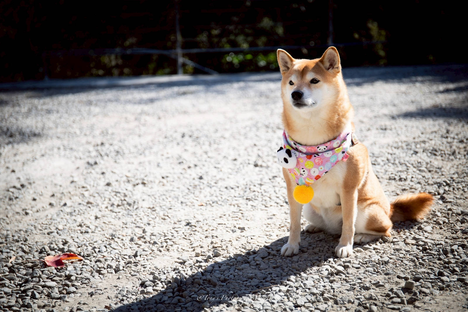 大湖親子草莓園推薦！怡口軒安心莓，超巨大超甜的草莓啦，來當草莓富翁，最便宜最新鮮還不吃爆嗎