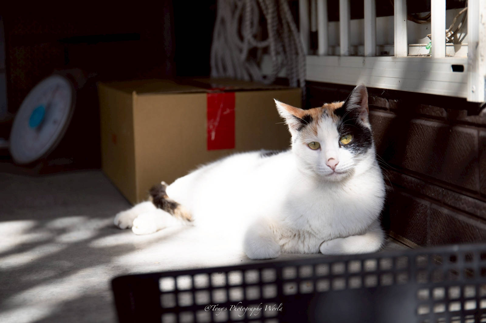 大湖親子草莓園推薦！怡口軒安心莓，超巨大超甜的草莓啦，來當草莓富翁，最便宜最新鮮還不吃爆嗎