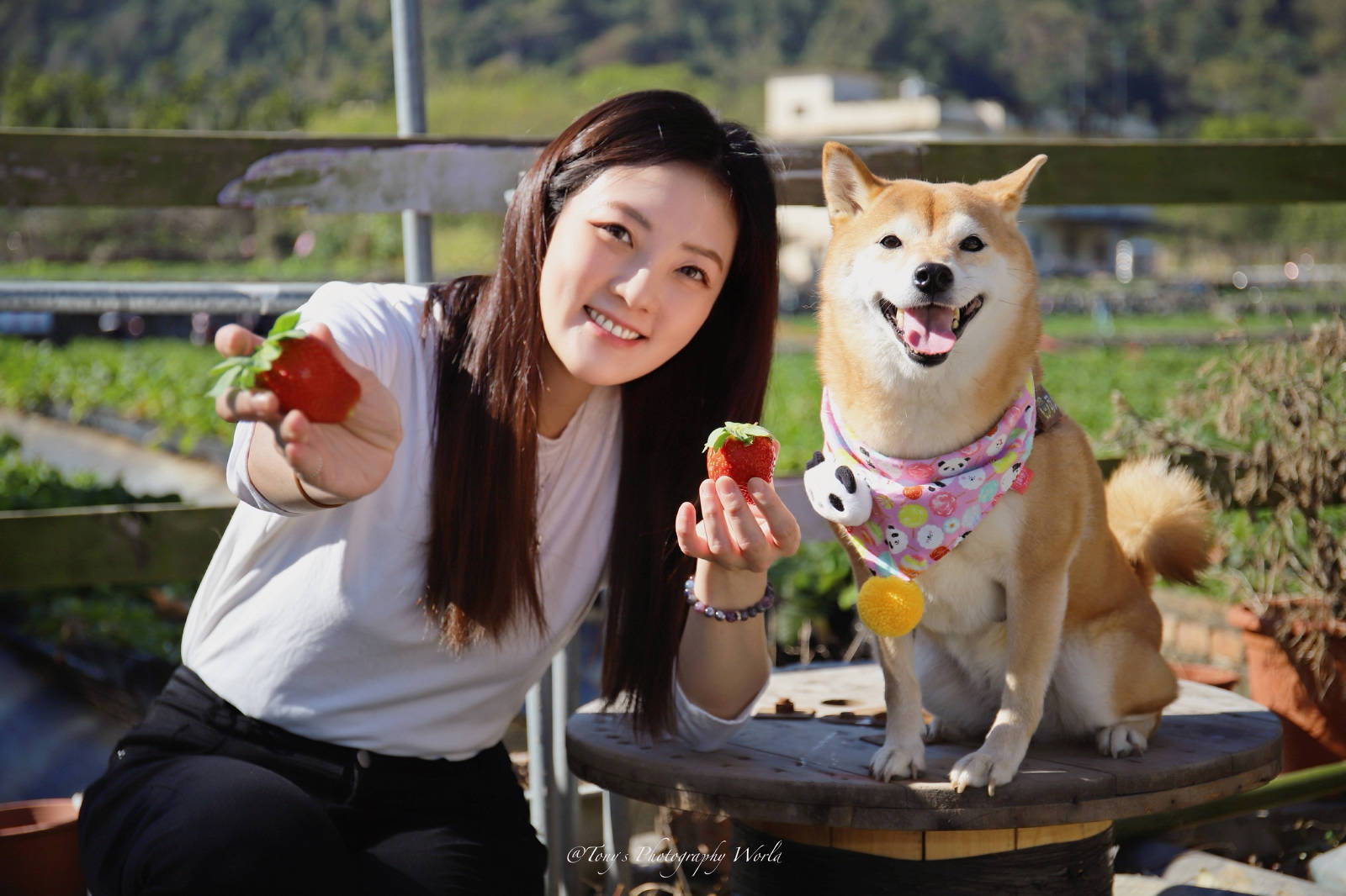 大湖親子草莓園推薦！怡口軒安心莓，超巨大超甜的草莓啦，來當草莓富翁，最便宜最新鮮還不吃爆嗎