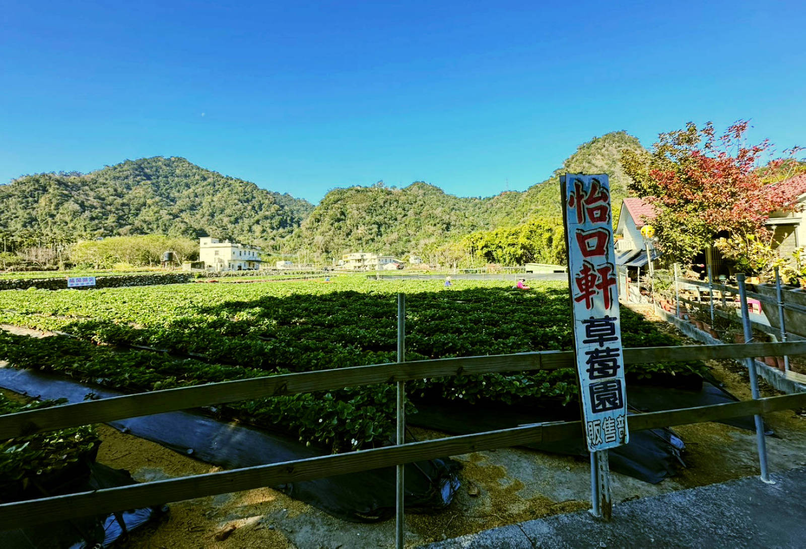 大湖親子草莓園推薦！怡口軒安心莓，超巨大超甜的草莓啦，來當草莓富翁，最便宜最新鮮還不吃爆嗎