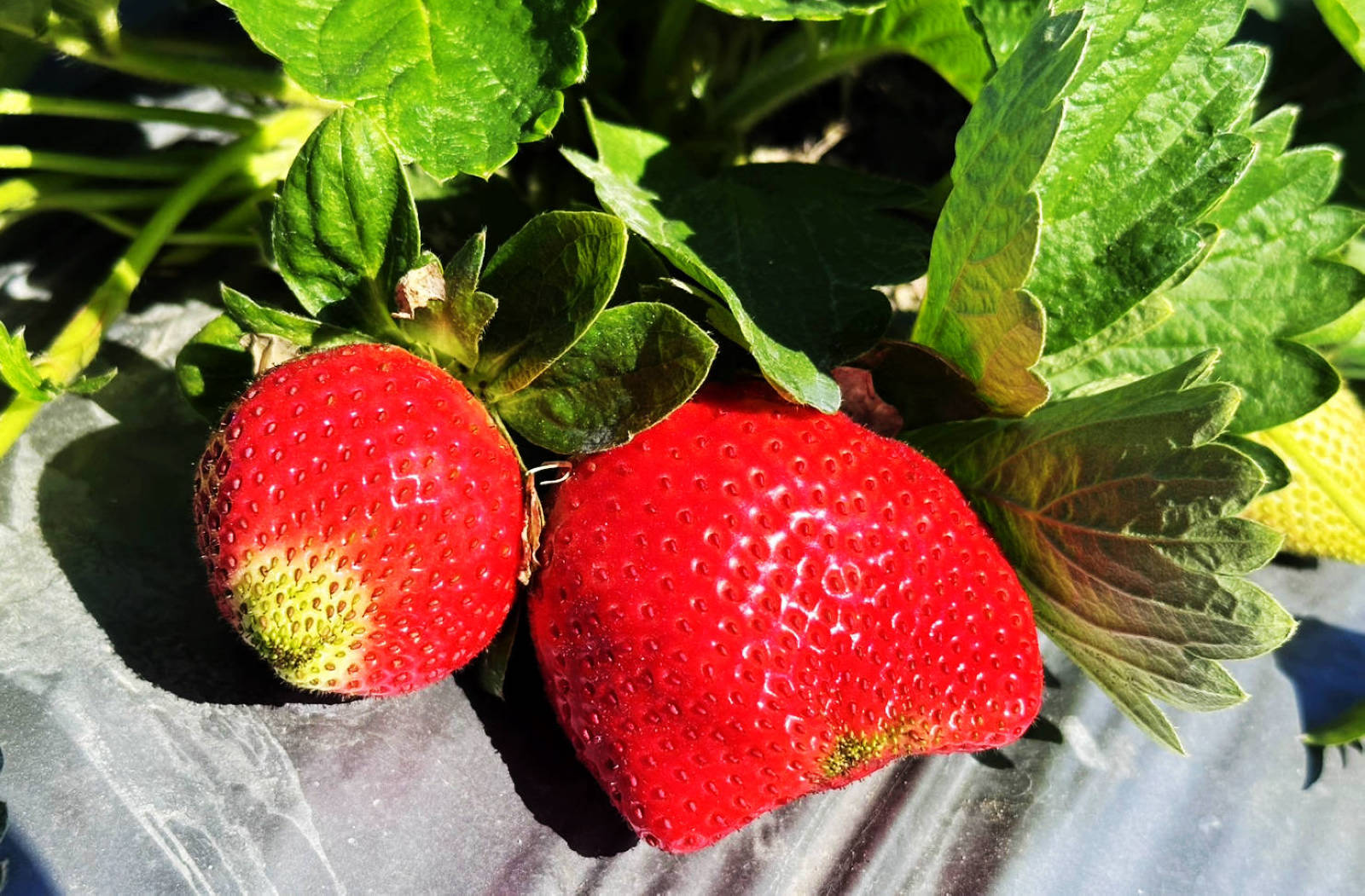 大湖親子草莓園推薦！怡口軒安心莓，超巨大超甜的草莓啦，來當草莓富翁，最便宜最新鮮還不吃爆嗎