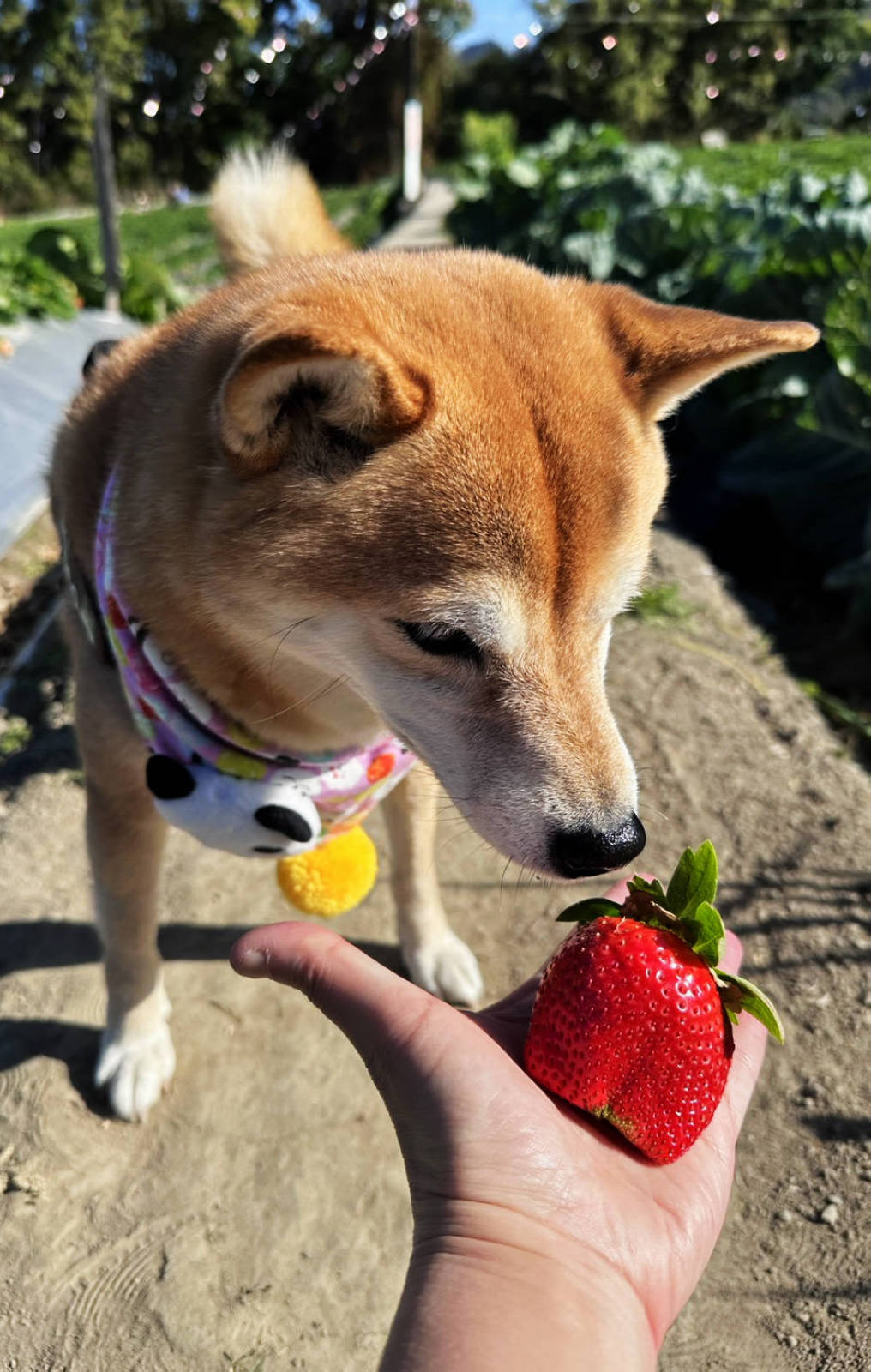 大湖親子草莓園推薦！怡口軒安心莓，超巨大超甜的草莓啦，來當草莓富翁，最便宜最新鮮還不吃爆嗎