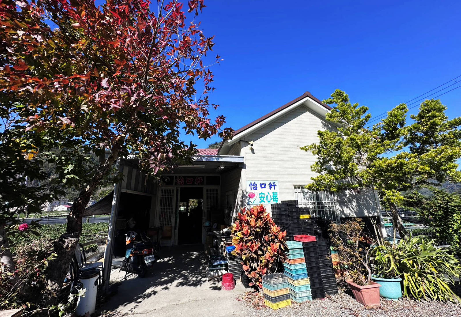 大湖親子草莓園推薦！怡口軒安心莓，超巨大超甜的草莓啦，來當草莓富翁，最便宜最新鮮還不吃爆嗎